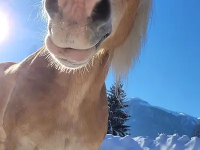 Ferienwohnung für 4 Personen (54 m²) in Reisach 7/10