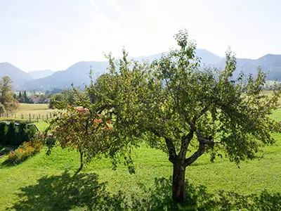 Ausblick aus dem Appartement Apfelbaum