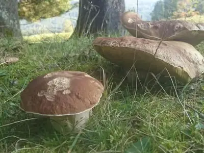 Ferienwohnung für 4 Personen (45 m²) in Reit im Winkl 5/10