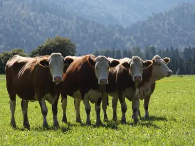 Ferienwohnung für 4 Personen (45 m²) in Reit im Winkl 7/10