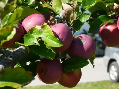 Ferienwohnung für 4 Personen (45 m²) in Reit im Winkl 8/10