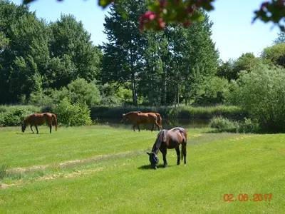 Ferienwohnung für 3 Personen (60 m²) in Rendsburg 10/10