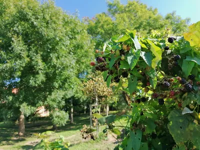 Ferienwohnung für 3 Personen (55 m²) in Rerik (Ostseebad) 4/10
