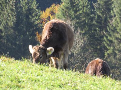 Jungvieh im Sommer