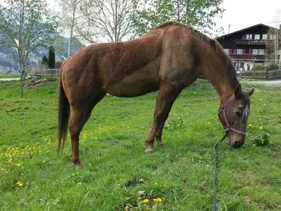 Ferienwohnung für 4 Personen (54 m²) in Rettenberg 7/10