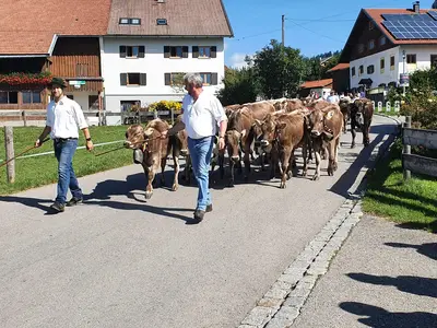 Almabtrieb Alpe Kalkhöf