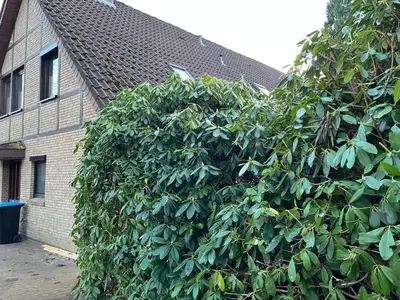 Ferienwohnung für 5 Personen (85 m²) in Rhauderfehn 2/10