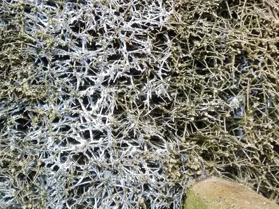 Das Salz von Rheine - Bentlage an den Salinen in 800 mtr. Entfernung