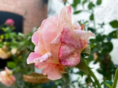 Ferienwohnung für 5 Personen (50 m²) in Ribnitz-Damgarten 4/10