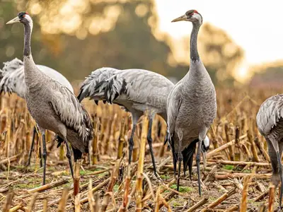 Ferienwohnung für 5 Personen (50 m²) in Ribnitz-Damgarten 9/10