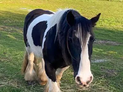 Ferienwohnung für 5 Personen (50 m²) in Ribnitz-Damgarten 10/10