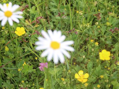 Sommer im Garten