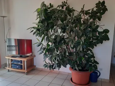 Ferienwohnung für 4 Personen (65 m²) in Riedenburg 10/10