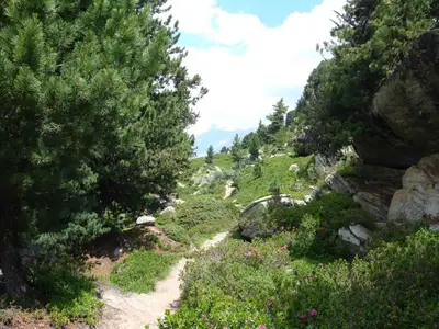 Aletschwald