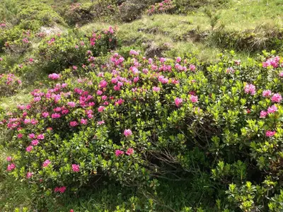 Alpenflora beim Haus