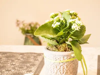 FerienwohnungKampenwand_Blumen