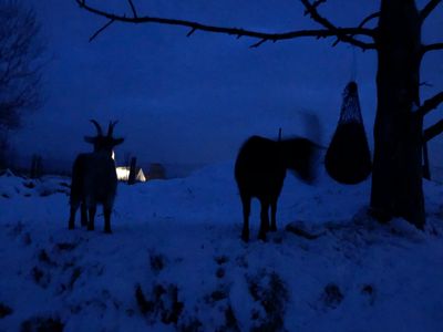 BeimDanner_blauestunde_bei_den ziegen