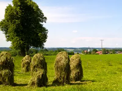 Wiesen