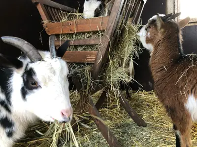 Ferienwohnung für 4 Personen (50 m²) in Rieste 10/10