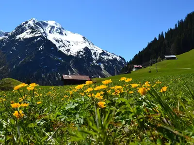 Fruehling Blumen @Kleinwalsertal Tourismus eGen (5