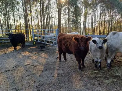 Galloway Rinder