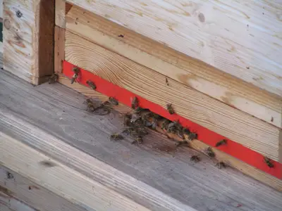 Bienenstock