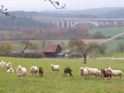 Schafshut in der Nähe