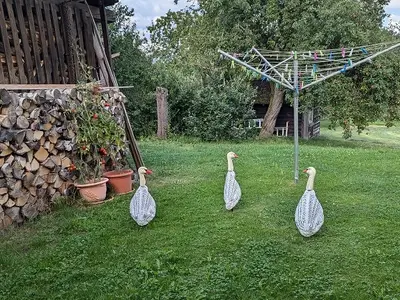 Unsere Laufenten im Sommer...