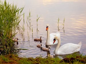 Ferienwohnung für 4 Personen (55 m&sup2;) in Röbel/Müritz