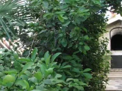 Outdoor