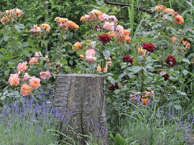 Natur_und_Rosen