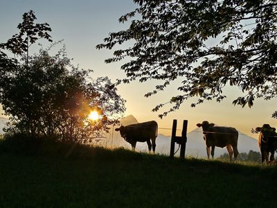 Abendstimmung mit Kühen