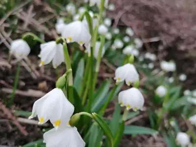 Ferienwohnung für 4 Personen (75 m²) in Roßleithen 8/10