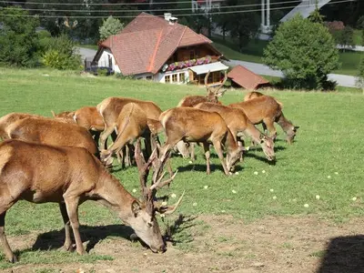 Ferienwohnung für 5 Personen (80 m²) in Roßleithen 9/10