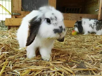 Ferienwohnung für 7 Personen (70 m²) in Roßleithen 10/10