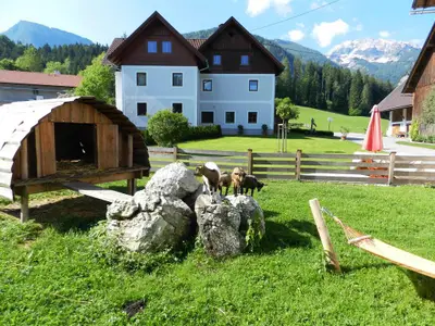 Ziegen auf der Weide
