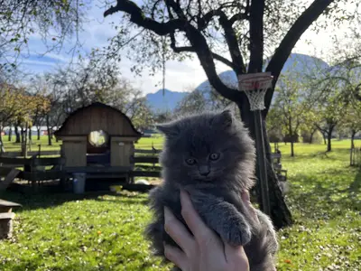 Samira  süßeste Katze