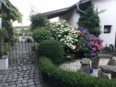 Hortensie