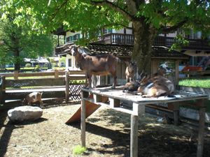 22180461-Ferienwohnung-6-Rottach-Egern-300x225-4