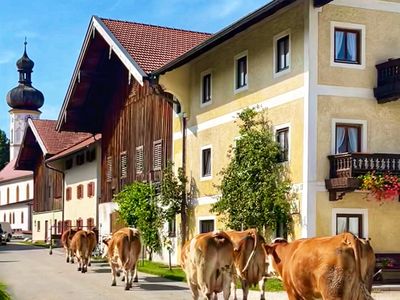 Gegen Abend marschieren die Kühe zurück in den Stall.