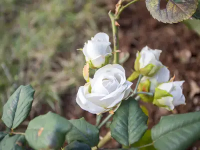 Ferienwohnung für 3 Personen (28 m²) in Rovinj 8/10