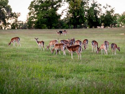 Damwild auf dem Ferienhof Domäne Groschwitz