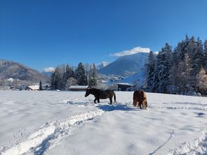 Unsere Pferde im Schnee