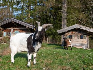 74461-Ferienwohnung-4-Ruhpolding-300x225-3