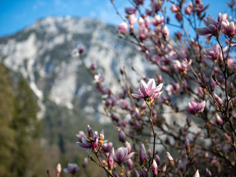 74460-Ferienwohnung-2-Ruhpolding-800x600-2