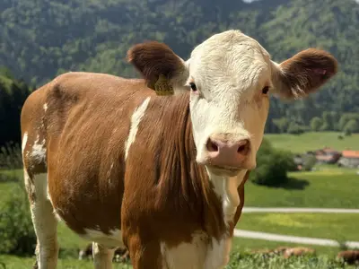 Unsere Kälber