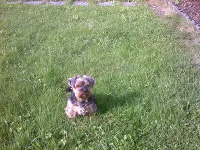 Hunde willkommen  - Voranmeldung erforderlich