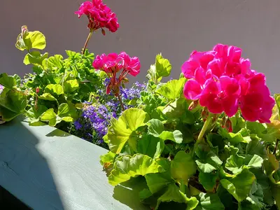 Fewo 2 - Rauschberg - Südbalkon