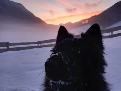 Nala liebt den Winter