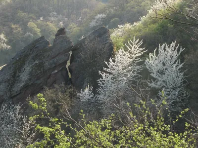 Foto Frühling im Trollbachtal-Thomas Winkler